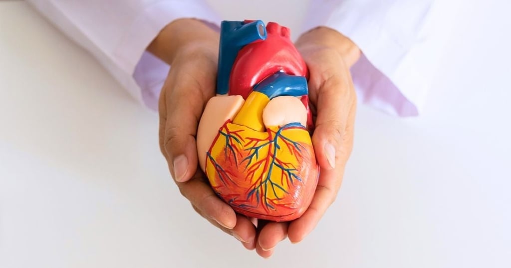cholesterol person in white lab coat holding plastic model hard cupped in two hands