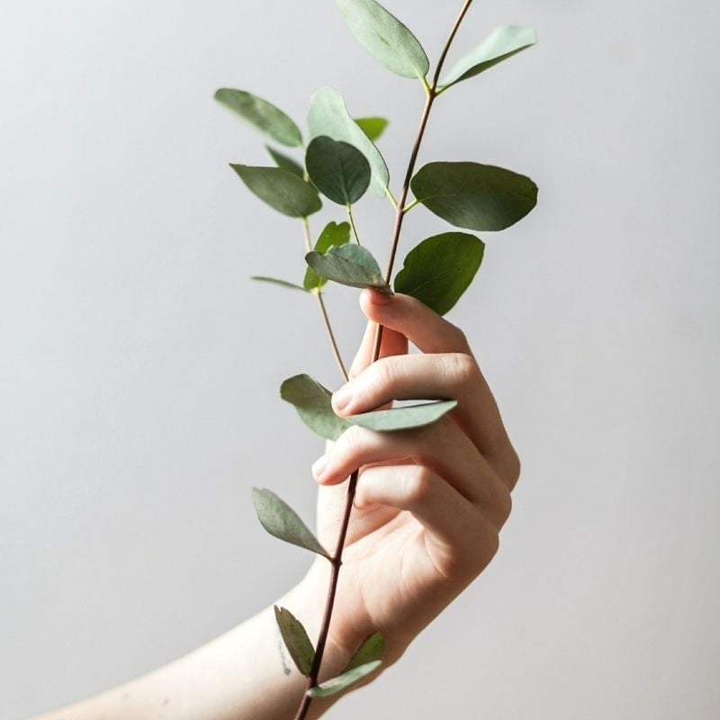 eczema-functional-medicine-hero womans hand holding single stem eucalyptus in front of plain white wall