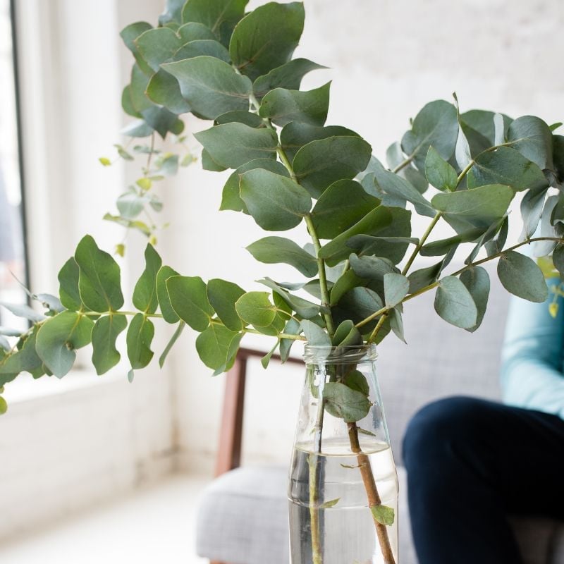 melbourne-functional-medicine-privacy-policy-hero eucalyptus branches in tall clear recycled bottle