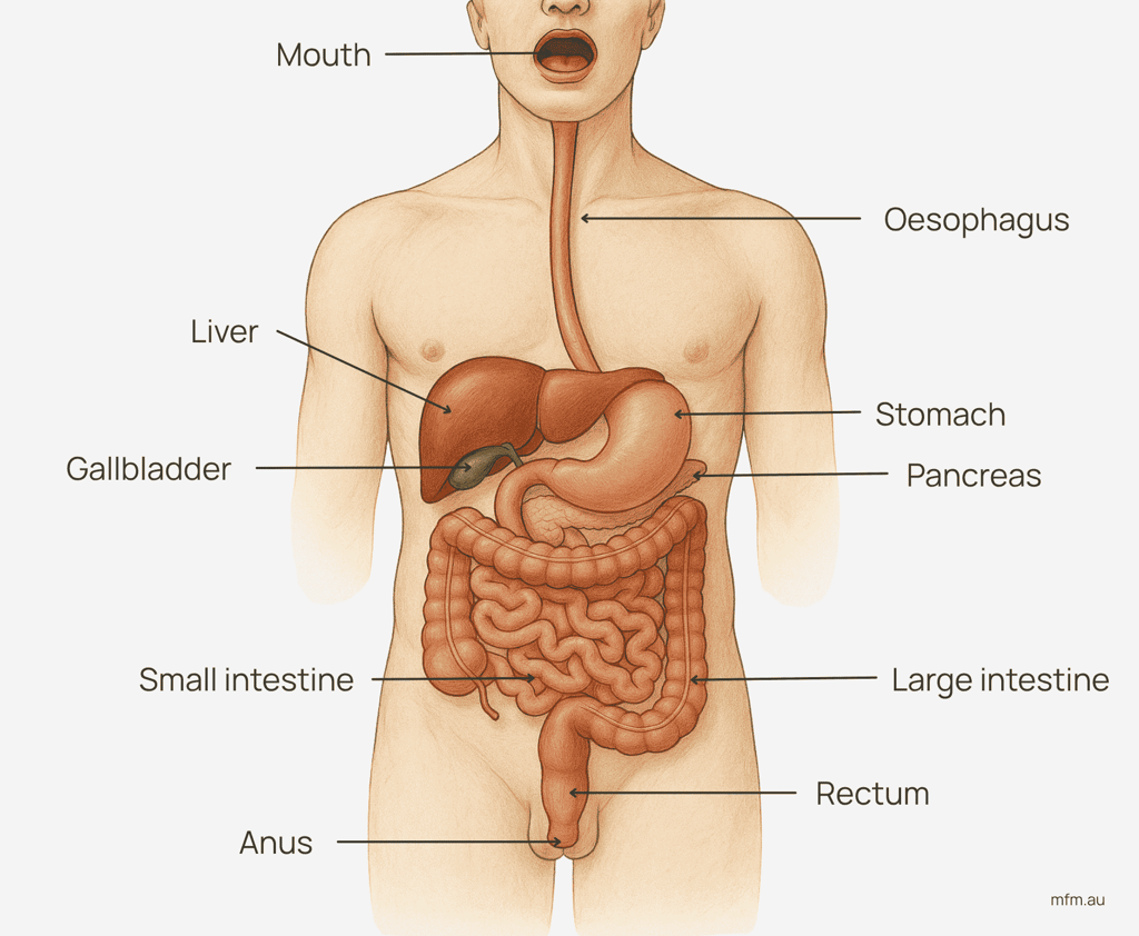 illustration of human body overlaid with digestive tract with labels