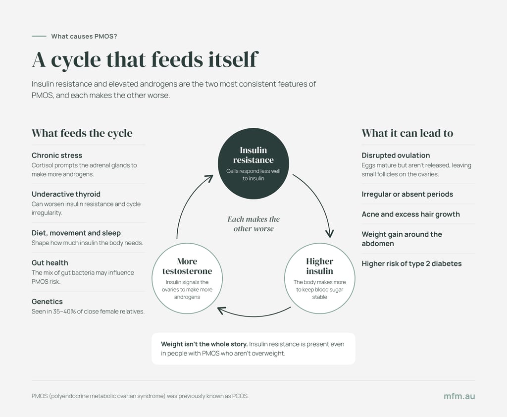infographic showing the cycle of insulin resistance and elevated androgens and how they each make the other worse