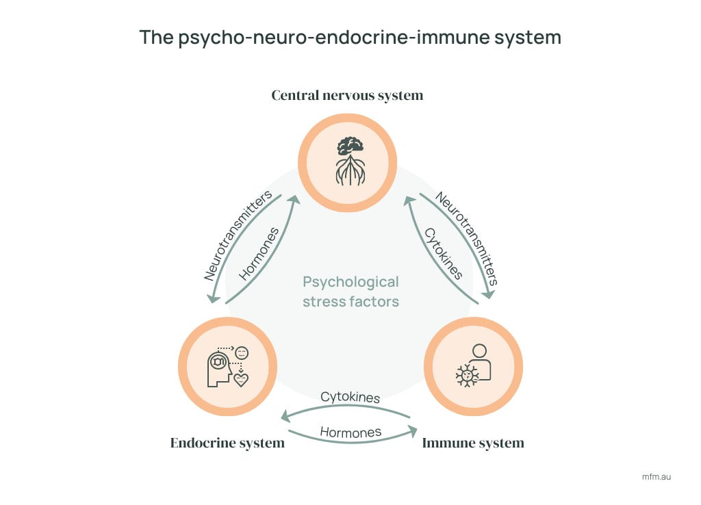 flow diagram showing interactions between central nervous system endocrine nervous system immune system and psychological stress factors