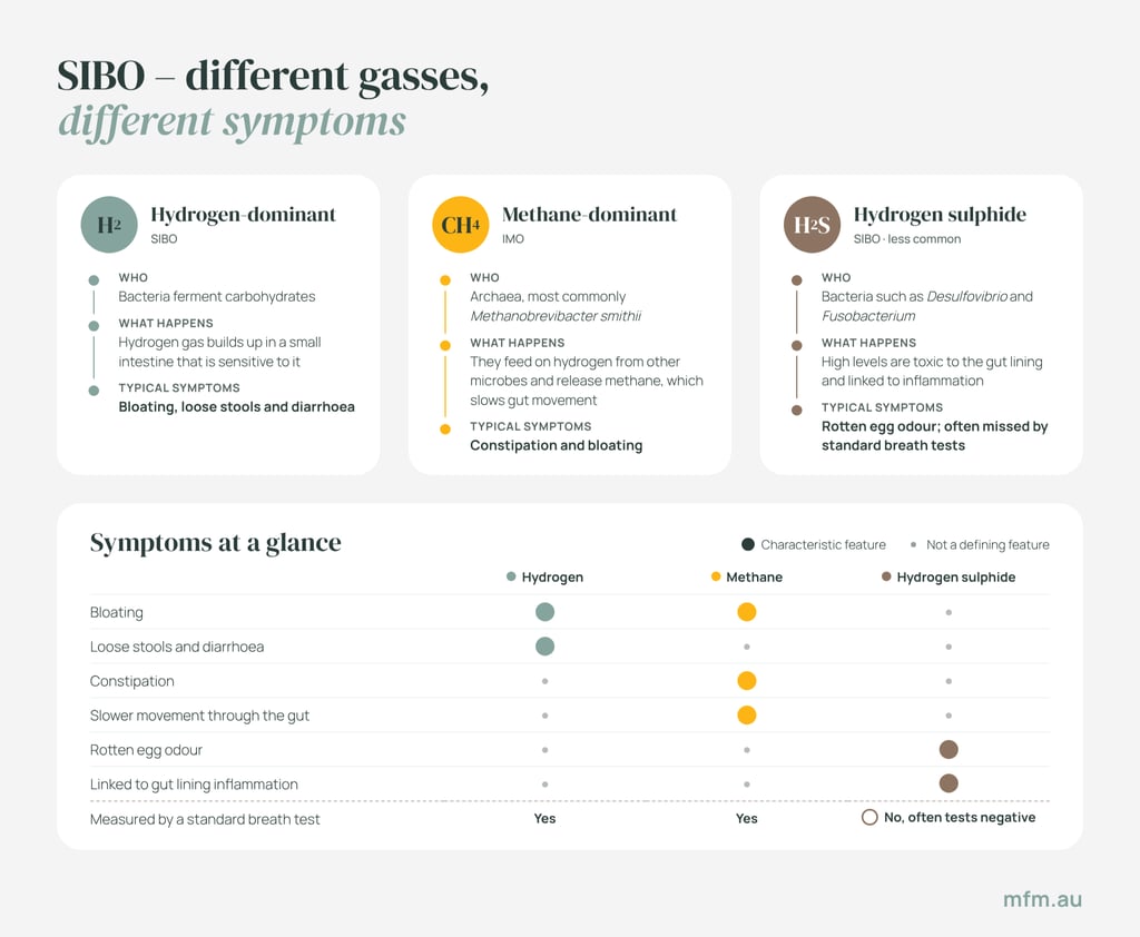 sibo-gasses-symptoms infographic highlighting the different types of sibo gasses and how they contribute to symptoms