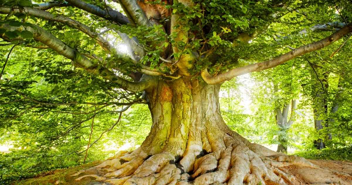big old tree with large canopy extensive root system symbolic of functional medicine approach
