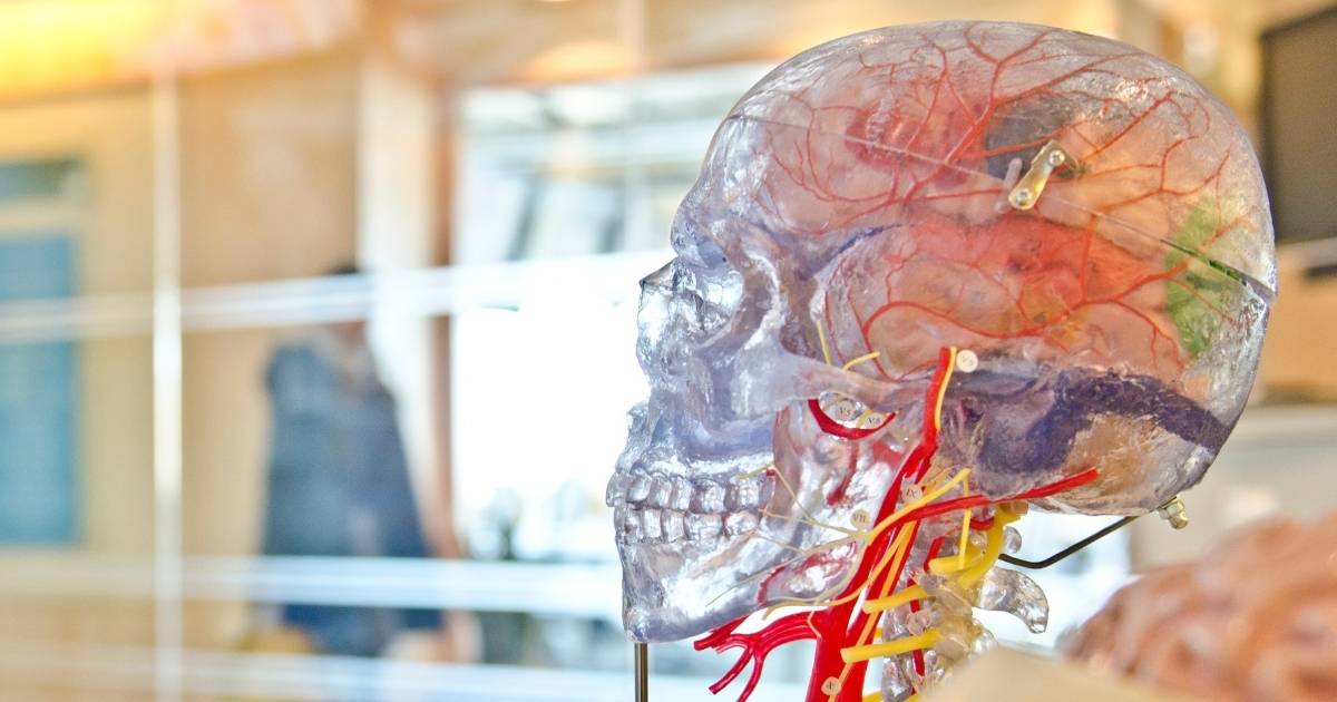 transparent plastic medical prop skull showing brain arteries veins vagus nerve