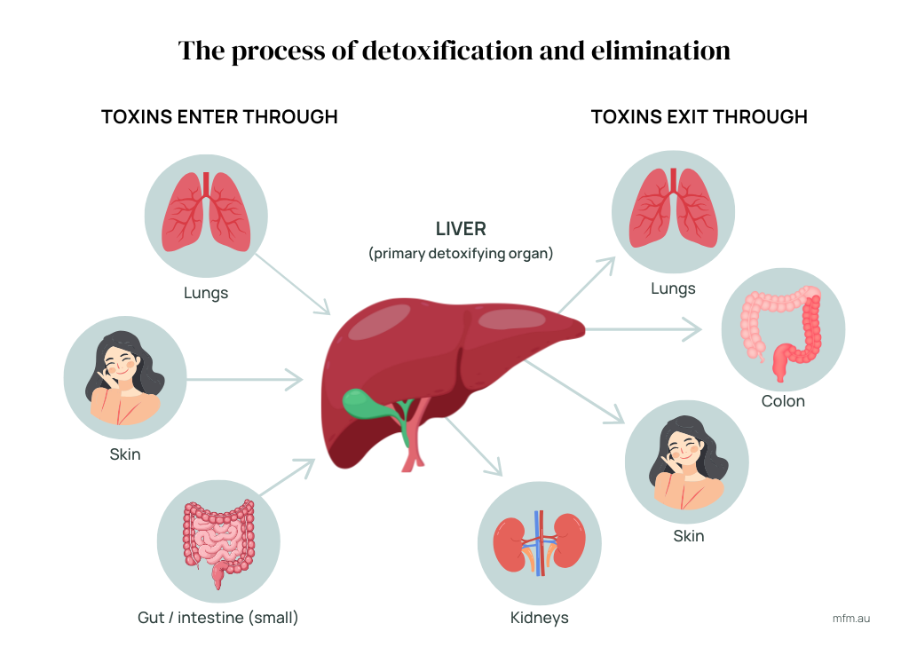 visual representation of toxins entering the liver via various organs and the body expelling toxins through multiple organs